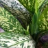 Kép 5/14 - Dieffenbachia 'White Etna' - buzogányvirág