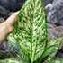 Kép 6/14 - Dieffenbachia 'White Etna' - buzogányvirág