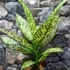 Kép 7/14 - Dieffenbachia 'White Etna' - buzogányvirág