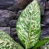 Kép 9/14 - Dieffenbachia 'White Etna' - buzogányvirág