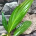 Kép 2/17 - Epipremnum amplissimum silver vágott dugvány