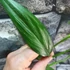Kép 11/17 - Epipremnum amplissimum silver vágott dugvány
