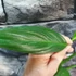 Kép 5/17 - Epipremnum amplissimum silver vágott dugvány