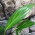 Kép 12/17 - Epipremnum amplissimum silver vágott dugvány