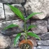 Kép 10/17 - Epipremnum amplissimum silver vágott dugvány