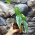 Kép 2/5 - Epipremnum Pinnatum 'Cebu Blue' vágott dugvány