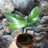 Kép 4/5 - Epipremnum Pinnatum 'Cebu Blue' vágott dugvány
