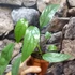 Kép 5/5 - Epipremnum Pinnatum 'Cebu Blue' vágott dugvány