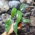 Kép 1/5 - Epipremnum Pinnatum 'Cebu Blue' vágott dugvány