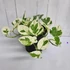 Kép 1/8 - Epipremnum pinnatum 'N'joy'