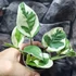 Kép 2/8 - Epipremnum pinnatum 'N'joy'