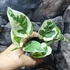 Kép 4/8 - Epipremnum pinnatum 'N'joy'