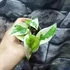 Kép 5/8 - Epipremnum pinnatum 'N'joy'