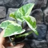 Kép 6/8 - Epipremnum pinnatum 'N'joy'