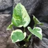 Kép 7/8 - Epipremnum pinnatum 'N'joy'