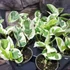 Kép 8/8 - Epipremnum pinnatum 'N'joy'