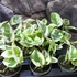 Kép 3/8 - Epipremnum pinnatum 'N'joy'