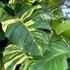 Kép 1/5 - Epipremnum pinnatum 'Aureum'