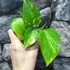 Kép 2/5 - Epipremnum pinnatum 'Aureum'