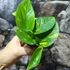 Kép 3/5 - Epipremnum pinnatum 'Aureum'