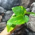 Kép 4/5 - Epipremnum pinnatum 'Aureum'