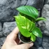 Kép 5/5 - Epipremnum pinnatum 'Aureum'