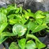 Kép 8/8 - Philodendron scandens