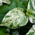Kép 1/6 - Epipremnum pinnatum 'Marble Queen'