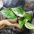 Kép 3/6 - Epipremnum pinnatum 'Marble Queen'