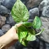 Kép 4/6 - Epipremnum pinnatum 'Marble Queen'