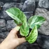 Kép 5/6 - Epipremnum pinnatum 'Marble Queen'