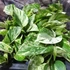 Kép 6/6 - Epipremnum pinnatum 'Marble Queen'