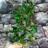 Kép 5/6 - Epipremnum aureum 'Shangri La'