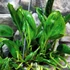 Kép 2/6 - Epipremnum aureum 'Shangri La'