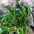 Kép 4/6 - Epipremnum aureum 'Shangri La'