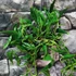 Kép 6/6 - Epipremnum aureum 'Shangri La'