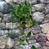 Kép 3/6 - Epipremnum aureum 'Shangri La'