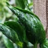 Kép 1/6 - Epipremnum aureum 'Shangri La'