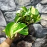 Kép 2/13 - Epipremnum aureum 'Manjula'