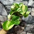Kép 4/13 - Epipremnum aureum 'Manjula'