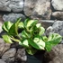 Kép 3/13 - Epipremnum aureum 'Manjula'