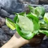 Kép 6/13 - Epipremnum aureum 'Manjula'
