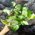 Kép 7/13 - Epipremnum aureum 'Manjula'