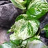 Kép 10/13 - Epipremnum aureum 'Manjula'
