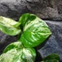 Kép 11/13 - Epipremnum aureum 'Manjula'
