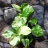 Kép 12/13 - Epipremnum aureum 'Manjula'