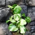 Kép 13/13 - Epipremnum aureum 'Manjula'