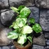 Kép 8/13 - Epipremnum aureum 'Manjula'