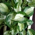 Kép 1/13 - Epipremnum aureum 'Manjula'