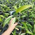 Kép 2/14 - Epipremnum amplissimum 'Variegata'
